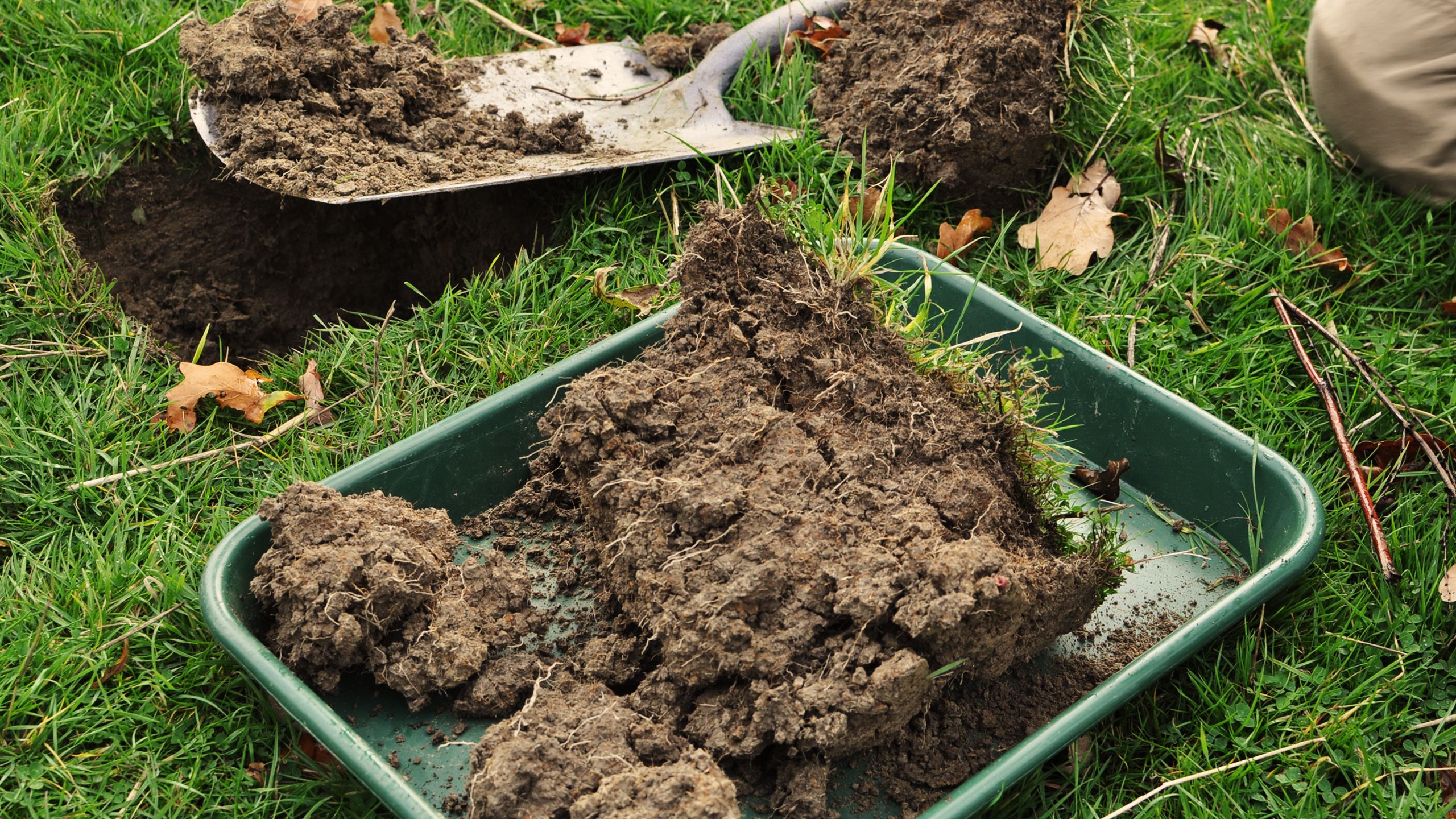 Soil samples on trays