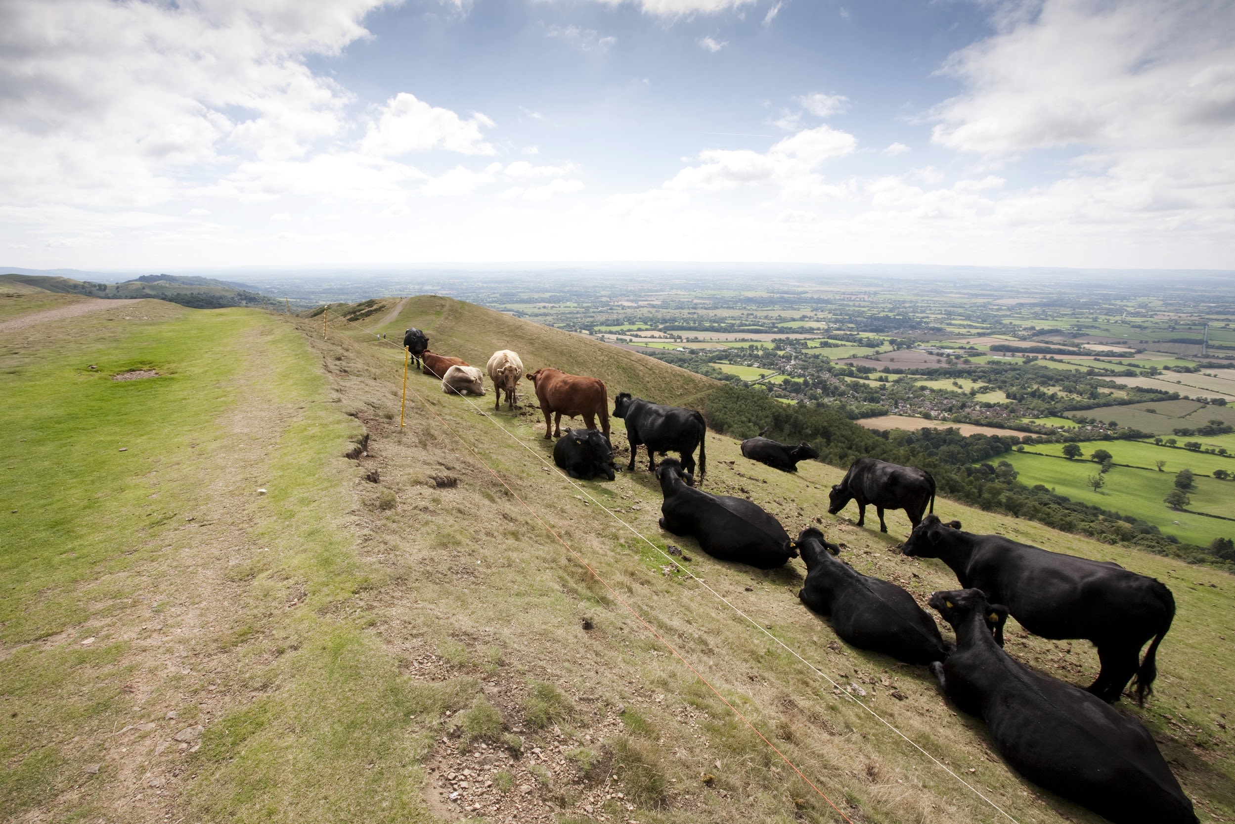 Cows on bank